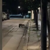 ΑΛΕΠΟΥ ΠΡΟΕΔΡΙΚΟ ΜΕΓΑΡΟ