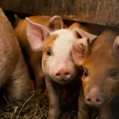 ΔΕΡΜΑ ΕΠΙΔΕΡΜΙΔΑ ΓΟΥΡΟΥΝΙΑ ΕΡΕΥΝΑ