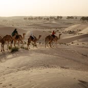 Σαουδική Αραβία: Γιατί οι καμήλες θα αποκτήσουν διαβατήρια