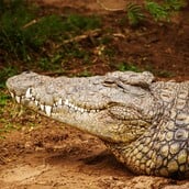 ΚΡΟΚΟΔΕΙΛΟΣ ΕΛΕΦΑΝΤΕΣ ΖΑΜΠΙΑ