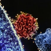 NIPAH ΙΟΣ ΜΠΑΝΓΚΛΑΝΤΕΣ