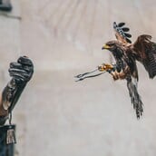 Οι γυναίκες του Μεσαίωνα χρησιμοποιούσαν την εκτροφή γερακιών για να ανατρέψουν τα έμφυλα στερεότυπα