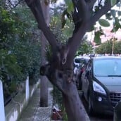 Ελευσίνα: «Το δέντρο είχε εξόγκωμα, έφυγε μέσα σε 3 λεπτά από ακατάσχετη αιμορραγία» λέει ο πρώην σύζυγος της 44χρονης