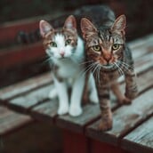 ΓΑΤΕΣ ΚΑΤΑΣΤΗΜΑΤΑ ΜΙΝΙ ΜΑΡΚΕΤ ΝΕΑ ΥΟΡΚΗ