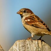 ΕΡΕΥΝΑ ΠΤΗΝΑ ΗΧΟΡΥΠΑΝΣΗ ΣΠΟΥΡΓΙΤΙ