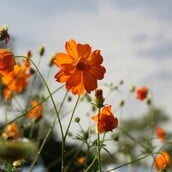 ΚΑΙΡΟΣ ΜΑΡΟΥΣΑΚΗΣ ΒΡΟΧΕΣ