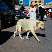 ΜΑΡΟΚΟ ΣΥΚΛΟΣ ΑΔΕΣΠΟΤΑ ΘΑΝΑΤΩΣΗ