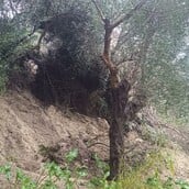 ΚΑΚΟΚΑΙΡΙΑ ΚΑΤΑΚΟΛΟ ΗΛΕΙΑ ΒΟΥΝΟ