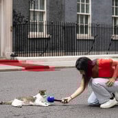 ΒΡΕΤΑΝΙΑ ΓΑΤΟΣ ΛΑΡΙ ΝΤΑΟΥΝΙΝΓΚ ΣΤΡΙΤ