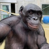 ΜΠΟΝΟΜΠΟ ΜΕΛΕΤΗ 