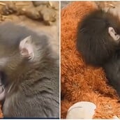 Ιαπωνία: Viral μαϊμουδάκι που εγκαταλείφθηκε από τη μαμά του και βρήκε παρηγοριά σε λούτρινο αρκουδάκι