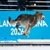 ΣΚΥΛΟΣ ΧΕΙΜΕΡΙΝΟΙ ΟΛΥΜΠΙΑΚΟΙ ΑΓΩΝΕΣ 
