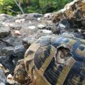 ΧΕΛΩΝΑ ΜΕΓΑΛΗ ΠΡΕΣΠΑ ΑΡΣΕΝΙΚΑ