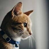 ΚΑΡΚΙΝΟΣ ΓΑΤΑ ΚΑΡΚΙΝΟΣ ΜΑΣΤΟΥ