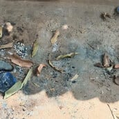 ΙΝΔΙΑ ΜΑΓΙΣΣΑ ΕΚΑΨΑΝ