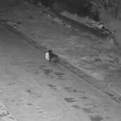 ΣΚΥΛΙ ΣΙΚΕΛΙΑ ΣΚΟΥΠΙΔΙΑ ΙΔΙΟΚΤΗΤΗΣ