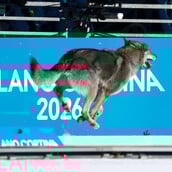 ΧΕΙΜΕΡΙΝΟΙ ΟΛΥΜΠΙΑΚΟΙ ΑΓΩΝΕΣ ΣΚΥΛΟΣ