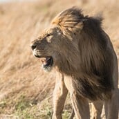 ΛΙΟΝΤΑΡΙ DNA ΛΑΘΡΟΘΗΡΙΑ ΖΙΜΠΑΜΠΟΥΕ