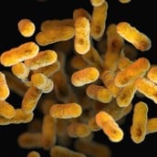 ΕΝΤΕΡΟ ΜΙΚΡΟΒΙΩΜΑ ΥΠΕΡΕΠΕΞΕΡΓΑΣΜΕΝΑ ΤΡΟΦΙΜΑ