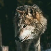 ΛΥΚΟΣ ΠΑΡΝΗΘΑ 