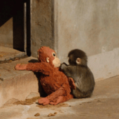 ΠΙΘΗΚΟΣ PUNCH ΖΩΟΛΟΓΙΚΟΣ ΚΗΠΟΣ ΙΑΠΩΝΙΑ