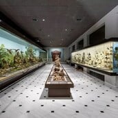 «Ο γύρος του κόσμου...σε 10 Κυριακές» στο Εθνικό Μουσείο Φυσικής Ιστορίας Γουλανδρή