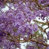 ΛΕΩΦΟΡΟΣ ΒΑΣΙΛΕΩΣ ΚΩΝΣΤΑΝΤΙΝΟΥ ΓΙΑΚΑΡΑΝΤΕΣ