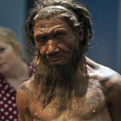 ΝΕΑΝΤΕΡΝΤΑΛ HOMO SAPIENS