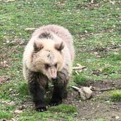 ΝΥΜΦΑΙΟ ΑΡΚΟΥΔΕΣ ΑΡΚΤΟΥΡΟΣ