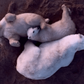 ΠΟΛΙΚΗ ΑΡΚΟΥΔΑ