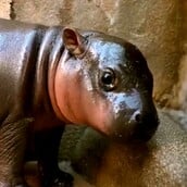 ΠΥΓΜΑΙΟΣ ΙΠΠΟΠΟΤΑΜΟΣ ΑΡΙΖΟΝΑ