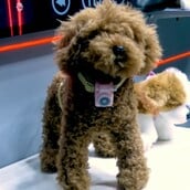 PETPHONE SMARTPHONE ΚΑΤΟΙΚΙΔΙΟ