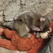 PUNCH ΙΑΠΩΝΙΑ ΜΑΚΑΚΟΣ ΜΑΪΜΟΥ ΛΟΥΤΡΙΝΟ ΠΑΙΧΝΙΔΙ