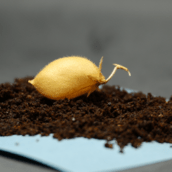 ΣΕΛΗΝΗ ΦΕΓΓΑΡΙ ΡΕΒΙΘΙΑ