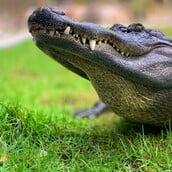 ΚΡΟΚΟΔΕΙΛΟΣ ΔΕΙΝΟΣΑΥΡΟΙ