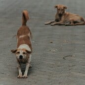 Κατερίνη: Αγέλη σκύλων επιτέθηκε σε τουρίστρια - Εντολή για προκαταρκτική έρευνα