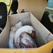 ΚΥΚΝΟΣ ΠΥΡΟΒΟΛΙΣΜΟΣ