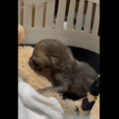 ΜΩΡΟ ΑΛΕΠΟΥ ΑΛΣΟΣ ΠΕΡΙΣΤΕΡΙΟΥ