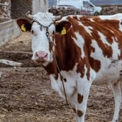 ΑΦΘΩΔΗΣ ΠΥΡΕΤΟΣ ΛΕΣΒΟΣ ΚΡΟΥΣΜΑ ΜΕΤΡΑ