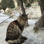 Πέθανε η Λουκία, η πιο δημοφιλής γάτα της Ακρόπολης