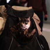 ΕΛΛΗΝΕΣ ΚΑΤΟΙΚΙΔΙΑ ΕΠΑΝΑΠΑΤΡΙΣΜΟΣ ΕΛΛΑΔΑ ΜΕΣΗ ΑΝΑΤΟΛΗ