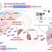 ΚΑΡΔΙΑ RNA ΘΕΡΑΠΕΙΑ ΕΜΦΡΑΓΜΑ