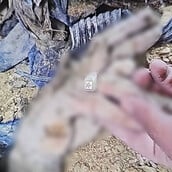 ΑΛΙ ΛΑΡΙΤΖΑΝΙ ΔΑΧΤΥΛΙΔΙ