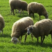 ΑΦΘΩΔΗΣ ΠΥΡΕΤΟΣ ΛΕΣΒΟΣ ΜΕΤΡΑ