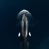 ΦΑΛΑΙΝΑ ΙΧΝΗ DNA