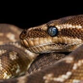 ΠΥΘΩΝΑΣ ΑΙΜΑ ΦΑΡΜΑΚΟ ΠΑΧΥΣΑΡΚΙΑ