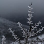 ΚΑΙΡΟΣ ΤΣΑΤΡΑΦΥΛΛΙΑΣ ΚΡΥΟ ΠΑΣΧΑ