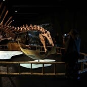 ΣΠΕΙΝΟΣΑΥΡΟΣ ΑΝΑΚΑΛΥΨΗ