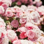 ΤΣΕΛΣΙ ΚΗΠΟΣ ΗΔΟΝΗ