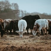 ΛΕΣΒΟΣ ΜΥΤΙΛΗΝΗ ΑΦΘΩΔΗΣ ΠΥΡΕΤΟΣ
